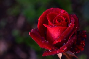 rose-4560658_1280.jpg